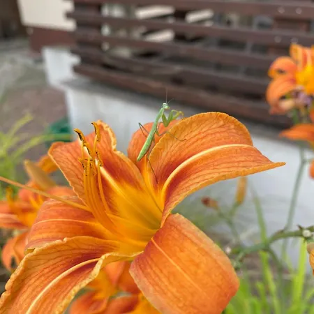 Pod Orzechem Apartament Lubiaz