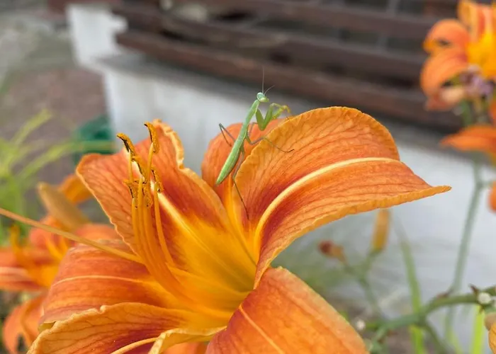 Pod Orzechem Appartamento Lubiaz